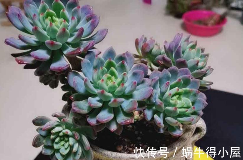 光照|哪些因素会影响到多肉蓝苹果出状态？此3点，不容忽视！