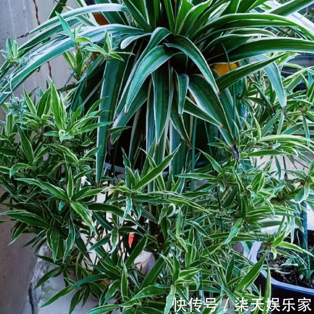 绿萝、吊兰变异了这些品种，你未必都见过！