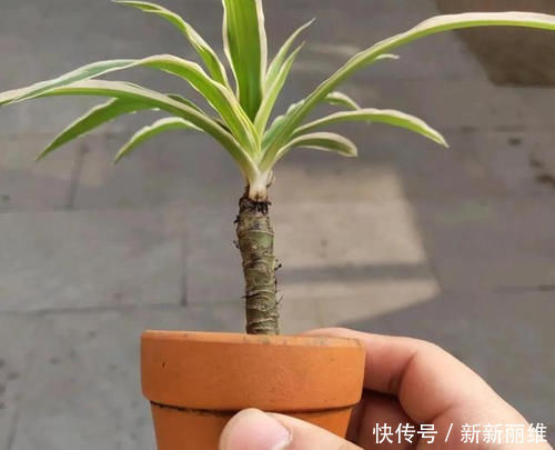 6块钱的吊兰,3年养成老桩,5年变成1棵小树,做好4点就行