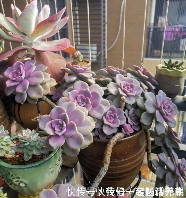 花友|这“三多肉”是普货之王,遇水易长又“耐寒”,冻一冻叶色更鲜艳!