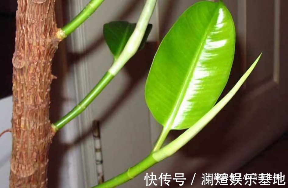 2种“废水”家家有，处理之后来浇花，根粗叶绿，半年不用施肥