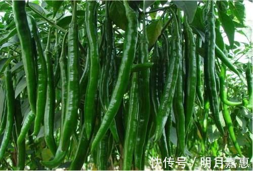 含有|吃蔬菜也会使血压“飙升”?尤其是这三种,5个饮食要点需牢记