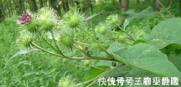 减肥|牛蒡降脂减肥、解毒消肿,掌握五点,收获更加优质高产的牛蒡来