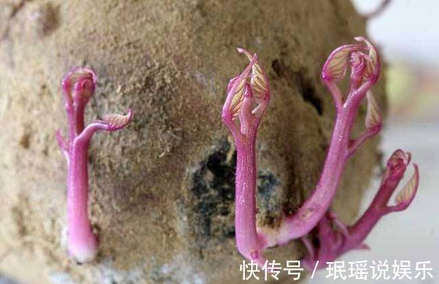 龙葵碱|2类蔬菜发芽后吃，不仅没毒，而且营养价值翻倍