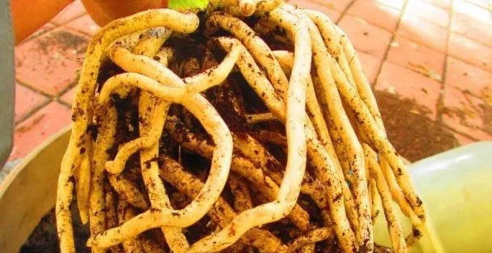 这才是养花“神器”，盆底铺一层，养啥花都不烂根