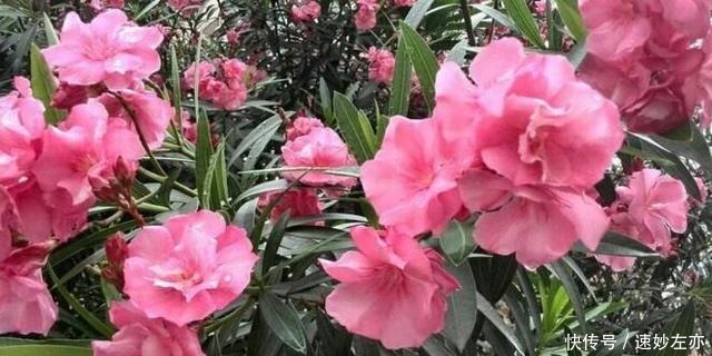 宠物|这几类花建议不要养家里,虽然很漂亮,但不利于身体健康