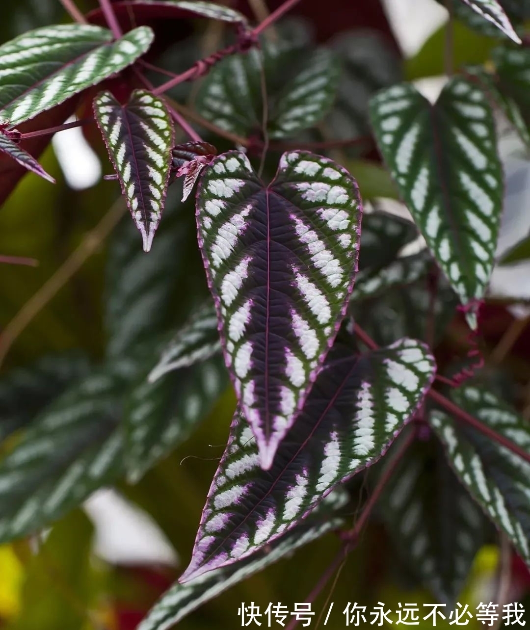 在室内养一盆可以爬藤的锦叶葡萄藤,叶子有金属质感的彩叶植物