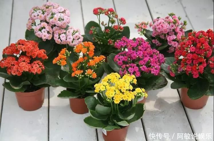 这3种花“剪一刀”，顺利过冬，来年又能开花了