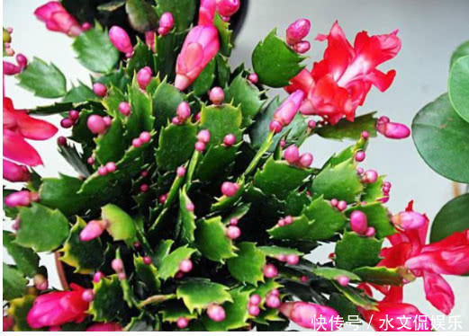 蟹爪兰|养长寿花、蟹爪兰用它最好使,半个月花蕾长满枝,轻松花开爆满盆