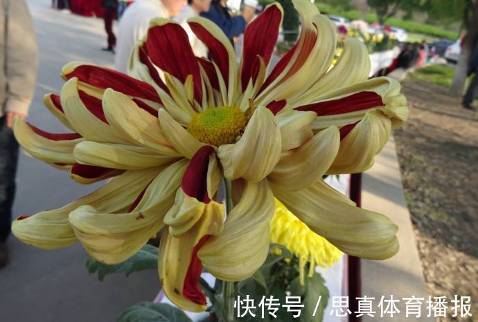 喜欢菊花，不如养盆优良名菊“红衣绿裳”，花色艳丽，高贵典雅！