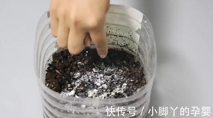 小苏打能用来催花?掌握住方法,长寿花用了呼呼开花,停不下来