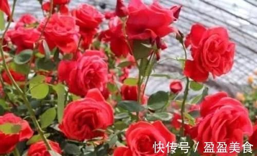 4种香妃花，室内养上一盆，闻之心旷神怡，极富观赏价值