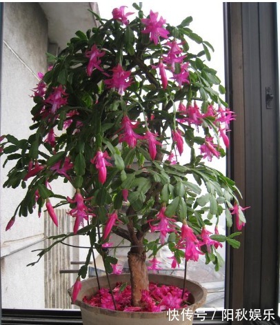养蟹爪兰,盆中插几根木棒,蹭蹭长到爆,花开不断,开成瀑布!