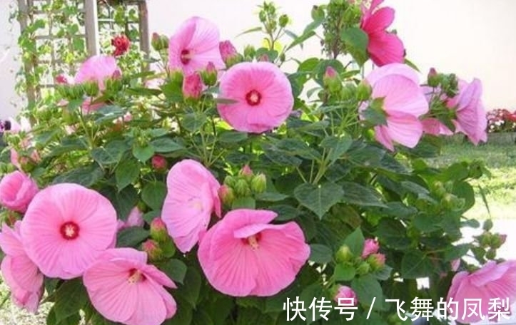 开花花|4种“好养花”,随便一养就爆盆,惹人喜爱,可全年循环开花