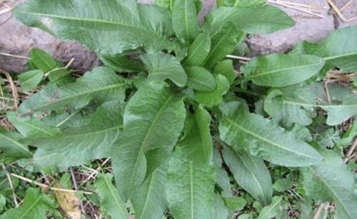 中草药|被名字耽误的一种草本，曾当野草处理，却不知它是“救命王”