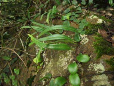 精灵草|一种“精灵草”，专长岩石上，民间拿来泡水喝，野外遇见要珍惜