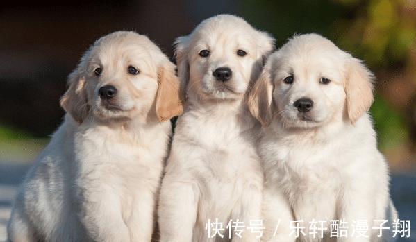 苦尽甘来|生肖狗8月贵人将至遇到要珍惜,可助你事业兴旺,苦尽甘来