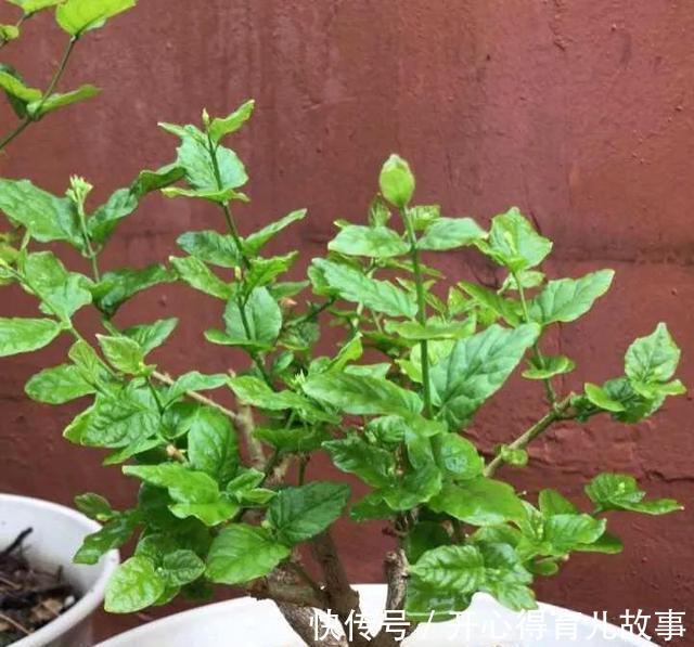 金边瑞香|这4种“香妃花”,美貌与香气共存,又清新又高雅