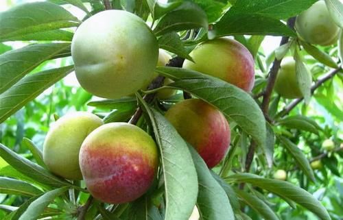 冬季干燥,常吃以下三种食物,消食开胃,补充营养,滋补身体!