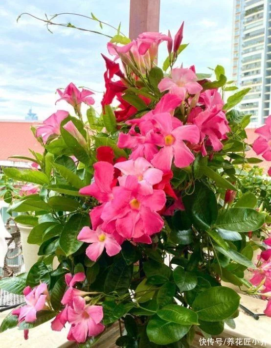 植物开花都要具备2个“条件”,缺一不可,否则再茂盛也不长花苞插图6 植物开花都要具备2个“条件”,缺一不可,否则再茂盛也不长花苞插图6
