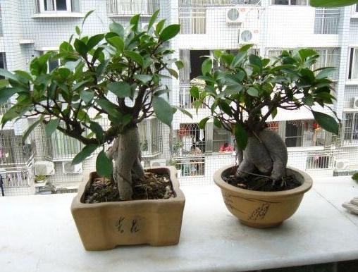 养花常识3个雷点常记心间，盆栽植物失误少、长得枝叶旺