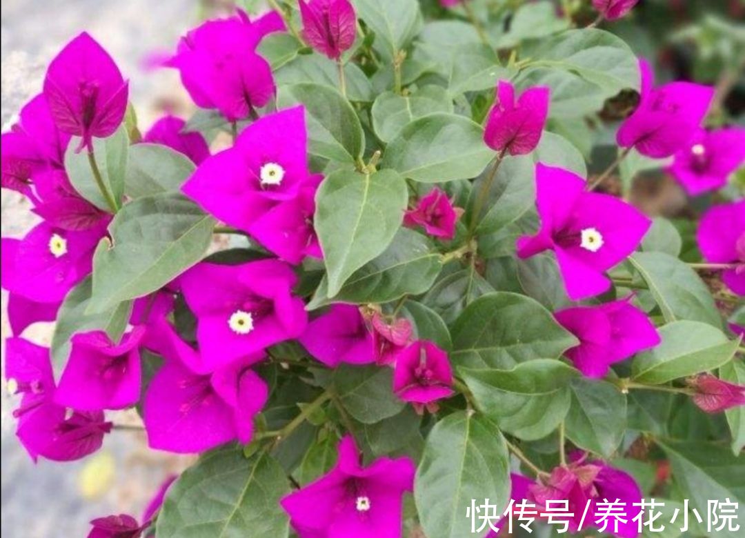 三角梅秋季不开花，按照“2多1控”来养，让它花苞开满枝头