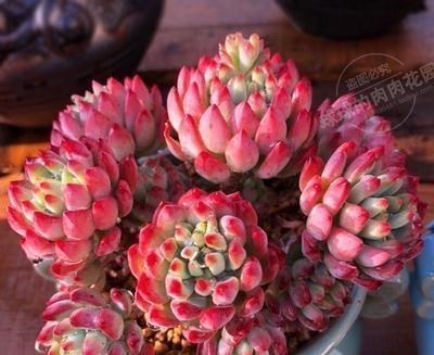 蓝苹果|养棵多肉蓝苹果,大水大肥伺候,一年能爆10个头,养成群生肉墩子