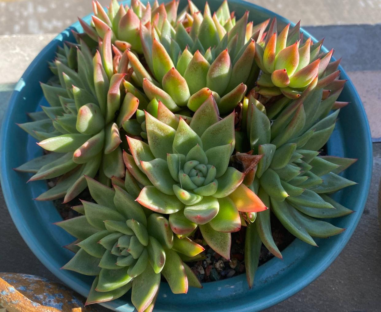 多肉植物|养多肉，有一点很关键，枝叶茁壮变老桩，颜色状态都很赞