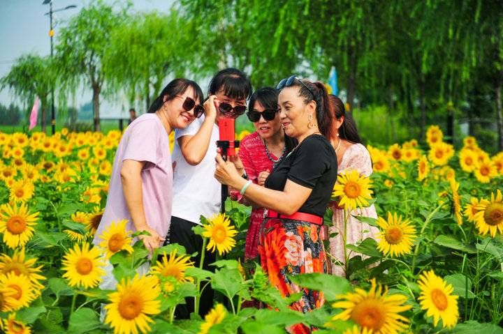 花海|六万株向日葵花开！济南这处免费花海等你来打卡