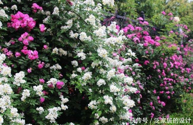 养护蔷薇小技巧,花虽然会凋谢,心中的最爱却永不凋零