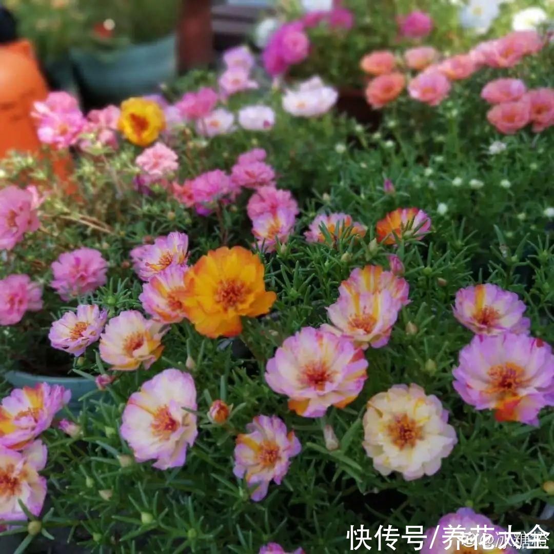 耐旱|10种“养不死”的花，绿萝只能排最后一名，养死3种以上的举手