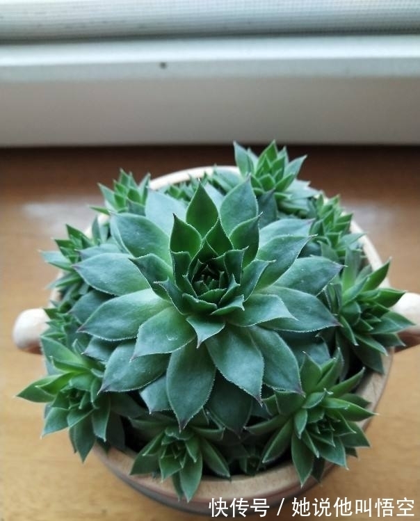 多肉一开花,赶紧剪掉花箭,不然只剩空盆!