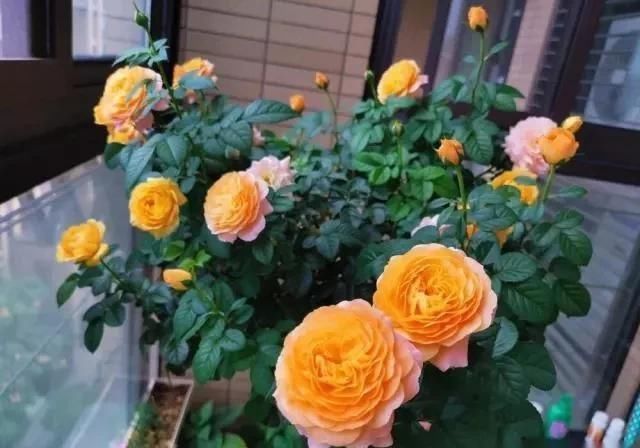 室内养月季,记住3点“技巧”,每隔10天就有新的花苞,花繁叶茂