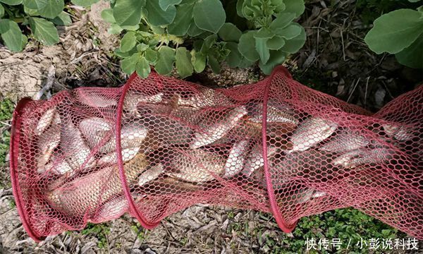 超高|黑坑“偷驴”滑口鱼,试着这样来应对,效率超高,中鱼率有保证