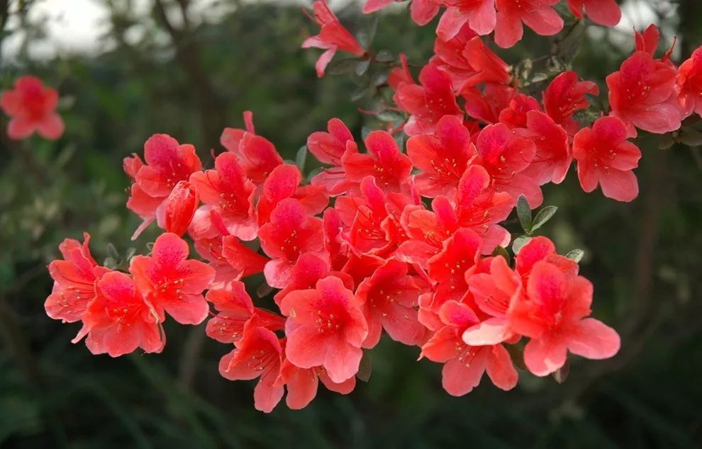 此花是代表了忠诚和幸运的花,是山中的一抹血红