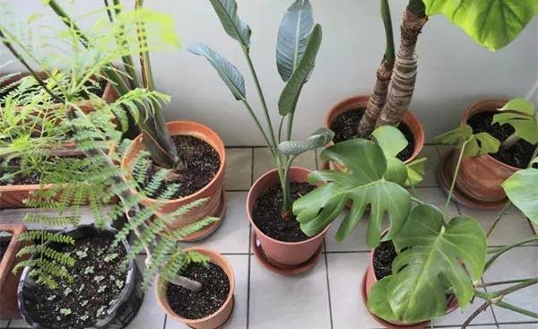 在花卉里滴点“它”，叶子不再变黄枯萎！植物郁郁葱葱，绿油油！