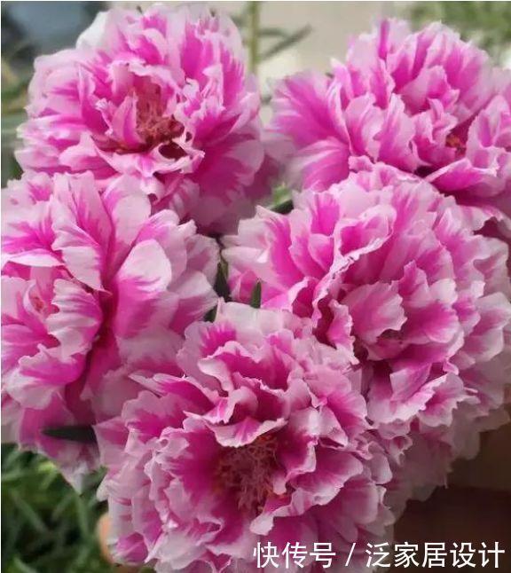 鸿运当头|5种漂亮花,开花漂亮花期长,好养易活能爆盆