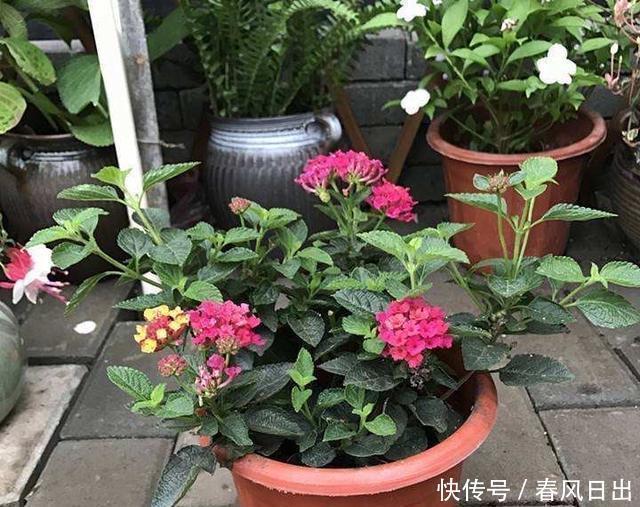 室内|不宜养在家中室内的8种花,再美也别养,如果有快搬出去