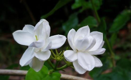 养此6种花要狠狠晒,越晒越能开,不然只见叶子不见花