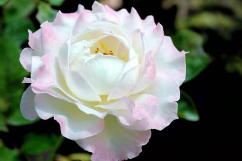 养花试试这几款，花样俏丽，姿势美丽，家里养一盆，漂亮极了