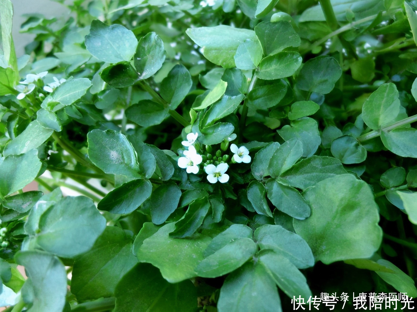  对身体好处很多的食物，坚持食用，降压减脂，养护血管，延缓衰老