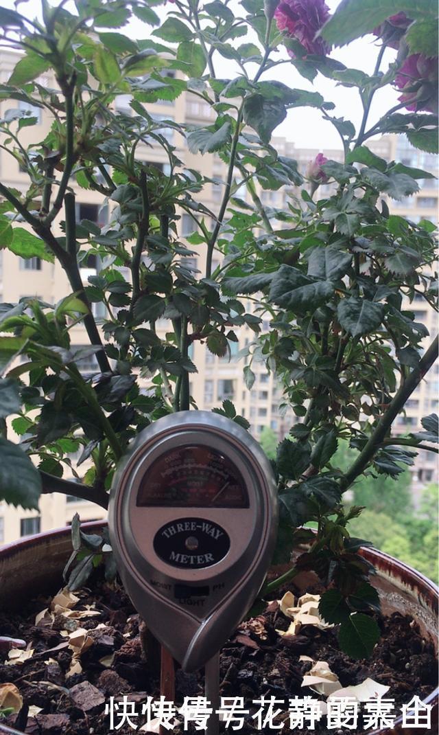 盆里|养花不懂浇水,盆里插上这“宝贝”,浇水心里有数,花儿呼呼开花