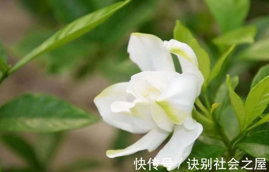 养肝护肝|这4种食物，常吃可以养肝护肝清肝！每天一顿快给你的肝脏洗洗澡