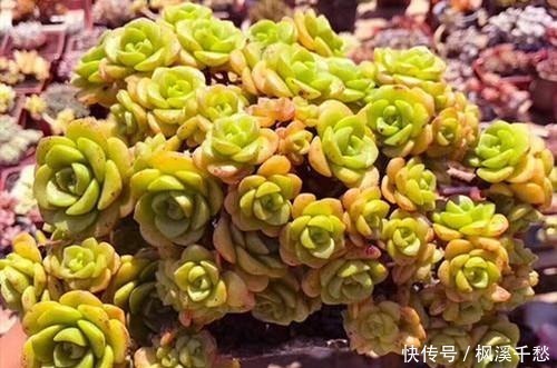 多肉|多肉中的5朵“金花”,价格贵点也愿意买,新手养起来都上瘾!