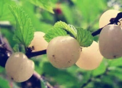 女性|女性不愿老太快,坚持多吃3种食物,滋补身体,好处多多!