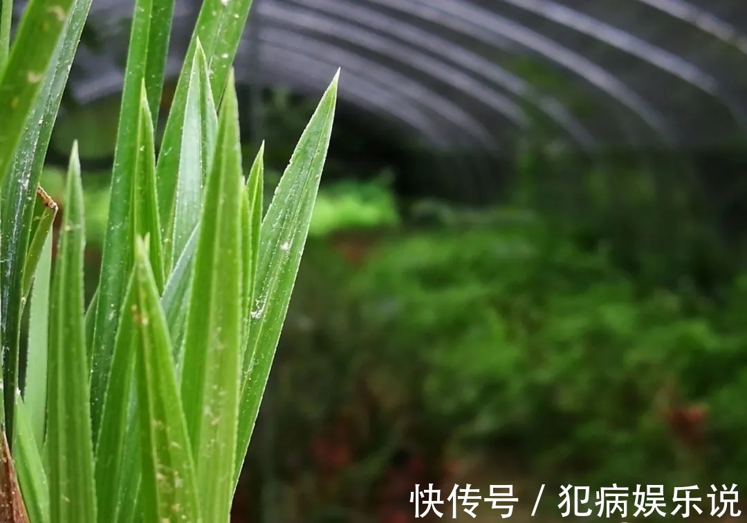 兰花|兰花僵苗怎么办?最怕这种错误判断,兰友:难怪一直不开花