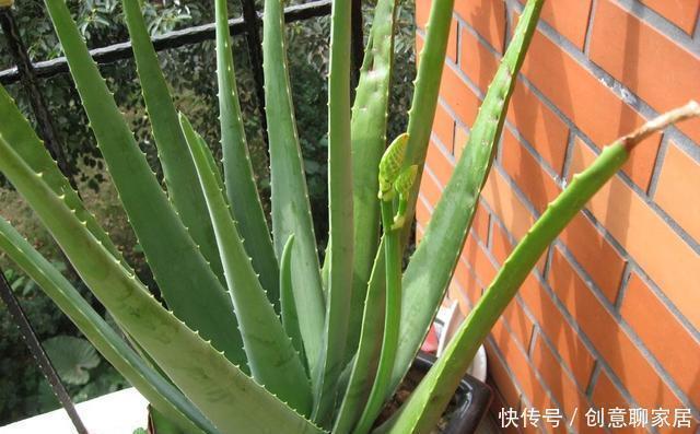 养花|不管你养不养花,3种花,总要养1盆,能缓解疲劳,还能杀病菌