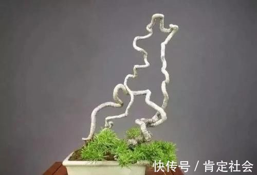 沙土|提根盆景的制作并不难,但做到了极致,以根代干,可以从头美到脚
