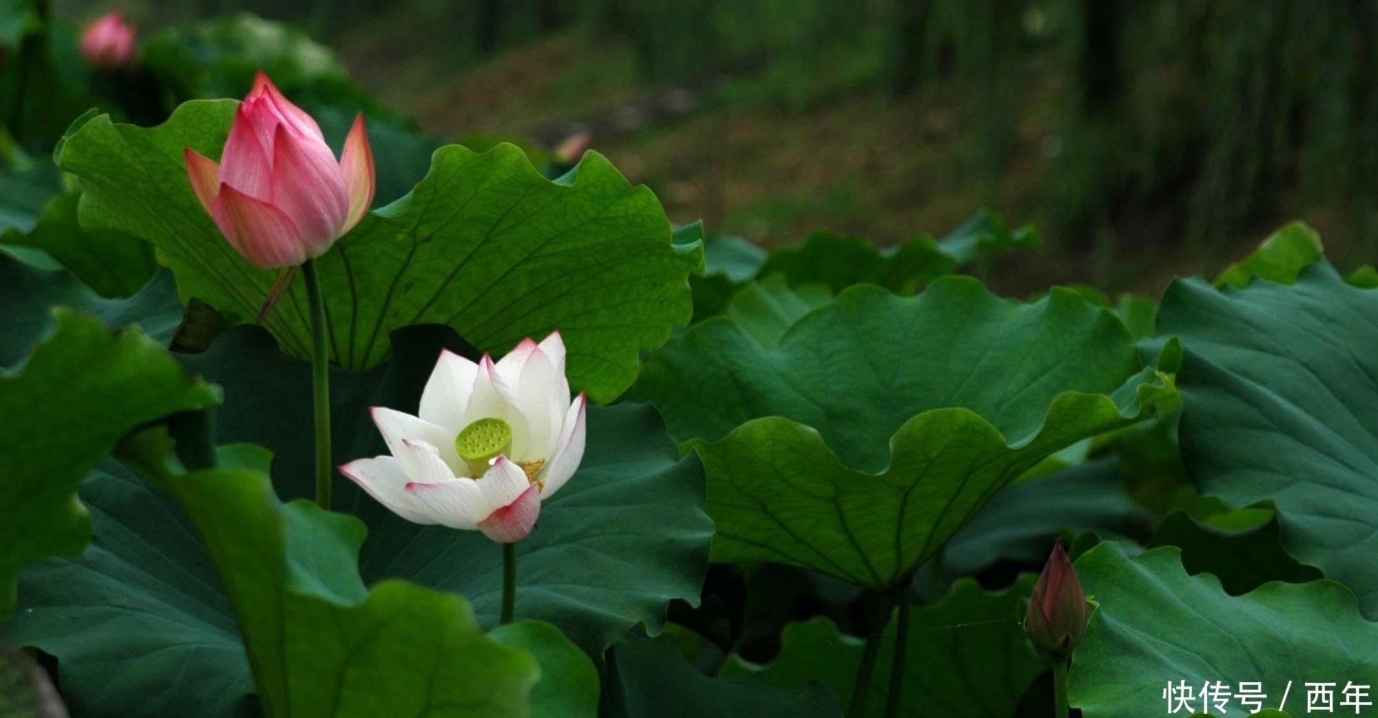 女主人公|苏轼最有活力的一首初夏词,末尾美到了极致,读之令人心情愉悦