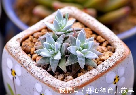 多肉植物养护的三个点，记住它们，提高成活率